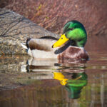 3d814开奖前后关联分析与中奖规律深度解析 2umk7