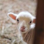 18093期开奖结果震撼揭晓,幸运号码花落谁家? gyawr3