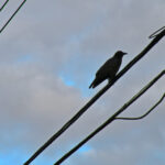 3d3d开奖号最新结果查询与历史数据分析 mt4wjoqub